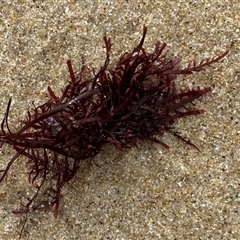 Unidentified Marine Alga & Seaweed at Noraville, NSW - 23 Jan 2025 by lbradley