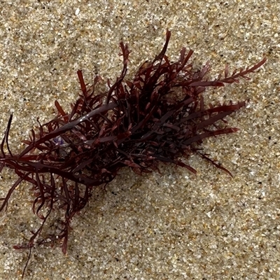 Unidentified Marine Alga & Seaweed at Noraville, NSW - 23 Jan 2025 by lbradley