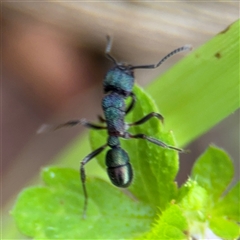 Rhytidoponera metallica (Greenhead ant) at Surf Beach, NSW - 24 Jan 2025 by Hejor1