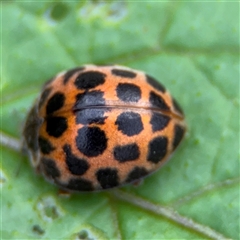 Epilachna sp. (genus) (a ladybird beetle) at Surf Beach, NSW - 25 Jan 2025 by Hejor1