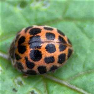 Epilachna sp. (genus) (a ladybird beetle) at Surf Beach, NSW by Hejor1