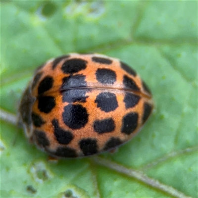 Epilachna sp. (genus) (a ladybird beetle) at Surf Beach, NSW - 24 Jan 2025 by Hejor1