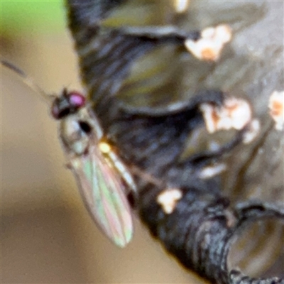 Hydrellia sp. (genus) (Lawn or Pasture Fly) at Surf Beach, NSW - 24 Jan 2025 by Hejor1