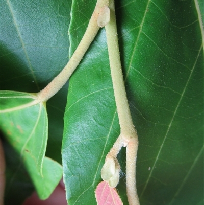 Commersonia macrostipulata at Shannonvale, QLD - 16 Mar 2023 by JasonPStewartNMsnc2016