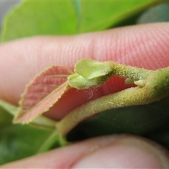 Commersonia macrostipulata at Shannonvale, QLD - 16 Mar 2023 05:29 PM