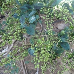 Ligustrum sinense (Narrow-leaf Privet, Chinese Privet) at Jamberoo, NSW - 25 Jan 2025 by plants