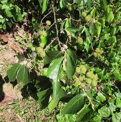 Commersonia bartramia at Mossman, QLD - 17 Mar 2023 12:14 PM