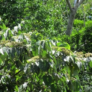 Commersonia bartramia at Mossman, QLD - 17 Mar 2023 12:14 PM