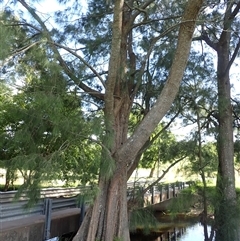 Casuarina cunninghamiana subsp. cunninghamiana (River She-Oak, River Oak) at Jamberoo, NSW - 25 Jan 2025 by plants