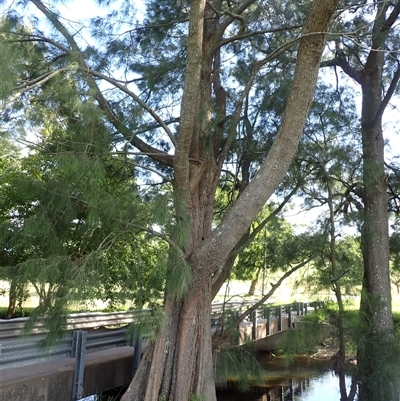 Casuarina cunninghamiana subsp. cunninghamiana (River She-Oak, River Oak) at Jamberoo, NSW - 25 Jan 2025 by plants