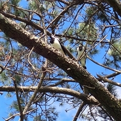 Grallina cyanoleuca (Magpie-lark) at Jamberoo, NSW - 25 Jan 2025 by plants