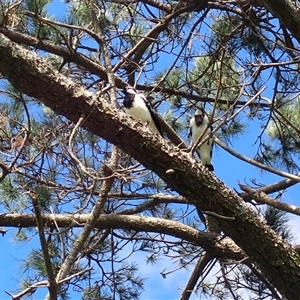 Grallina cyanoleuca (Magpie-lark) at Jamberoo, NSW by plants