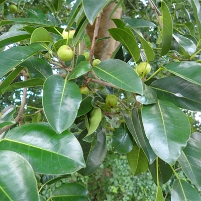 Ficus henneana (Decidous Fig) at Jamberoo, NSW - 24 Jan 2025 by plants