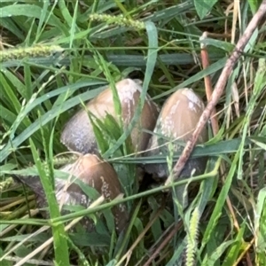 Coprinellus etc. (An Inkcap) at Surf Beach, NSW by Hejor1