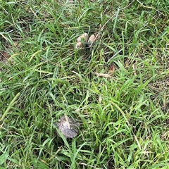 Coprinellus etc. at Surf Beach, NSW - 25 Jan 2025 09:10 AM