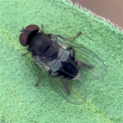 Lindneromyia sp. (Flat-footed fly) at Surf Beach, NSW - 24 Jan 2025 by Hejor1