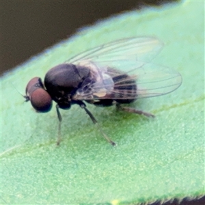 Lindneromyia sp. at Surf Beach, NSW - 25 Jan 2025 09:13 AM