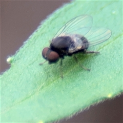 Lindneromyia sp. at Surf Beach, NSW - 25 Jan 2025 09:13 AM