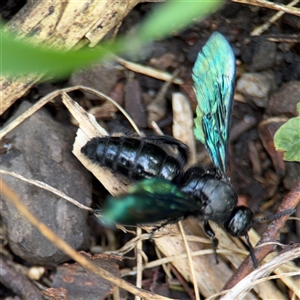 Austroscolia soror at Surf Beach, NSW - 25 Jan 2025 09:16 AM