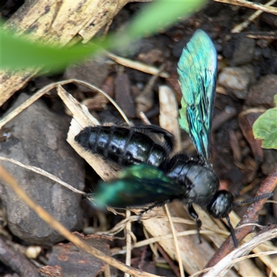 Austroscolia soror (Blue Flower Wasp) at Surf Beach, NSW - 25 Jan 2025 by Hejor1