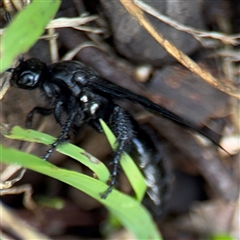 Austroscolia soror at Surf Beach, NSW - 25 Jan 2025 09:16 AM