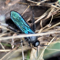 Austroscolia soror at Surf Beach, NSW - 25 Jan 2025 09:16 AM