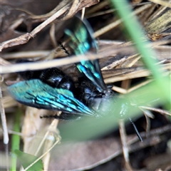 Austroscolia soror at Surf Beach, NSW - 25 Jan 2025 09:16 AM