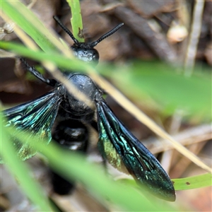 Austroscolia soror at Surf Beach, NSW - 25 Jan 2025 09:16 AM