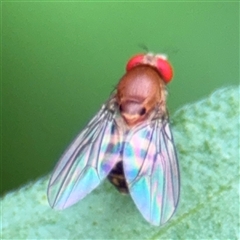 Drosophila sp. (genus) at Surf Beach, NSW - 25 Jan 2025 by Hejor1