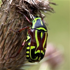 Eupoecila australasiae (Fiddler Beetle) at Surf Beach, NSW - 24 Jan 2025 by Hejor1