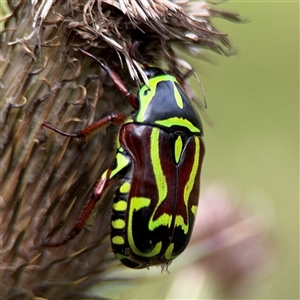 Eupoecila australasiae (Fiddler Beetle) at Surf Beach, NSW by Hejor1