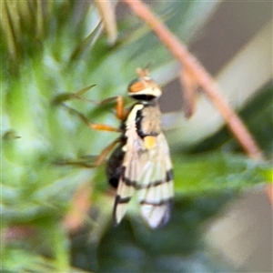 Euribia solstitialis at Surf Beach, NSW - 25 Jan 2025 09:33 AM