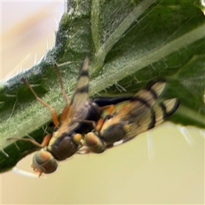 Euribia solstitialis at Surf Beach, NSW - 25 Jan 2025 09:33 AM