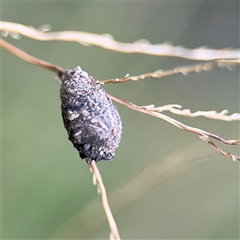 Cryptocephalinae (sub-family) (A case-bearing leaf beetle) at Surf Beach, NSW - 24 Jan 2025 by Hejor1