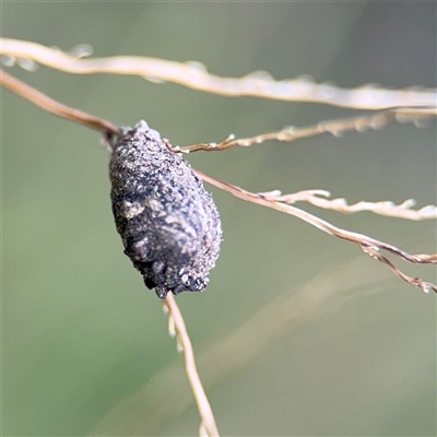 Cryptocephalinae (sub-family) (A case-bearing leaf beetle) at Surf Beach, NSW - 25 Jan 2025 by Hejor1