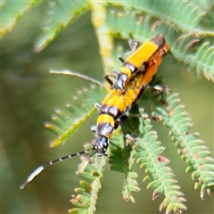 Chauliognathus imperialis (Imperial Soldier Beetle) at Surf Beach, NSW - 25 Jan 2025 by Hejor1