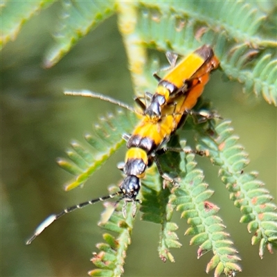 Chauliognathus imperialis (Imperial Soldier Beetle) at Surf Beach, NSW - 24 Jan 2025 by Hejor1