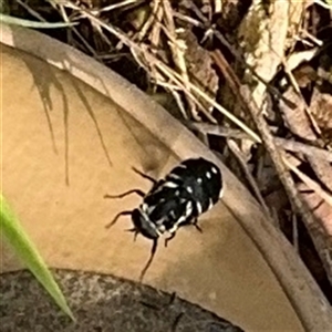 Triclista guttata at Surf Beach, NSW - 25 Jan 2025 10:05 AM