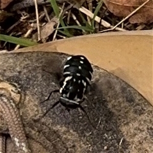 Triclista guttata at Surf Beach, NSW - 25 Jan 2025 10:05 AM