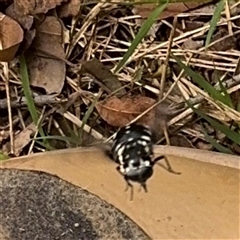 Triclista guttata at Surf Beach, NSW - 25 Jan 2025 10:05 AM