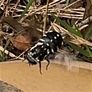 Triclista guttata at Surf Beach, NSW - 25 Jan 2025 10:05 AM