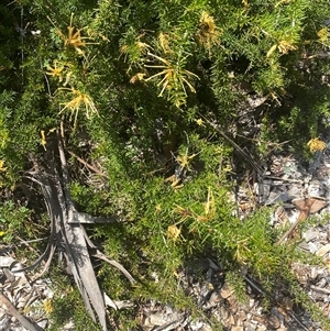 Grevillea juniperina at Garran, ACT - 25 Jan 2025 10:26 AM