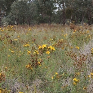 Hypericum perforatum (St John's Wort) at Theodore, ACT - 23 Jan 2025 by MichaelBedingfield