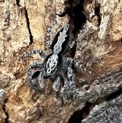 Clynotis severus (Stern Jumping Spider) at Strathnairn, ACT - 24 Jan 2025 by Pirom