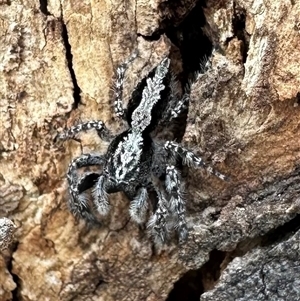 Clynotis severus (Stern Jumping Spider) at Strathnairn, ACT by Pirom