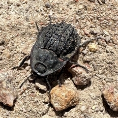 Helea ovata (Pie-dish beetle) at Strathnairn, ACT - 24 Jan 2025 by Pirom