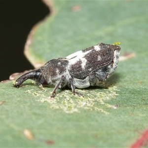 Zimmermanianthus frater (Weevil) at Macgregor, ACT by AlisonMilton