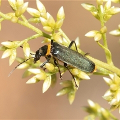 Chauliognathus lugubris (Plague Soldier Beetle) at Macgregor, ACT - 23 Jan 2025 by AlisonMilton