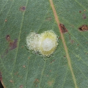 Glycaspis sp. (genus) (Unidentified sugary lerp) at Macgregor, ACT - 24 Jan 2025 by AlisonMilton