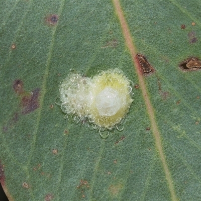 Glycaspis sp. (genus) (Unidentified sugary lerp) at Macgregor, ACT - 23 Jan 2025 by AlisonMilton